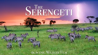 The Serengeti 4K  Scenic Wildlife Film With African Music [upl. by Aretak]