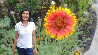 Growing blanket flowers from seeds with updates [upl. by Dayle]