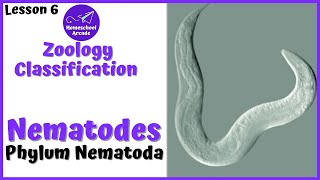 What are Nematodes  Phylum Nematoda [upl. by Fante353]