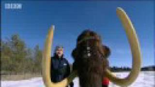 Evolution of the woolly mammoth  BBC science [upl. by Cornela]