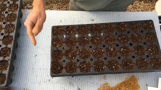 American Sycamore Seeding [upl. by Aderfla]