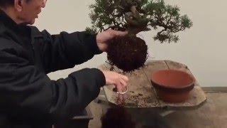 Bonsai Tree Repotting Tutorial  Peter Chan [upl. by Asseneg]