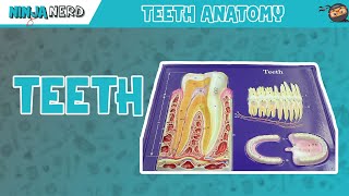 Gastrointestinal  Teeth Anatomy [upl. by Epuladaugairam]