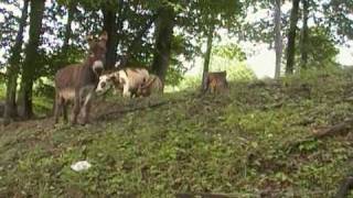 Donkey Mating Ritual at Woodleigh Farm [upl. by Handel]