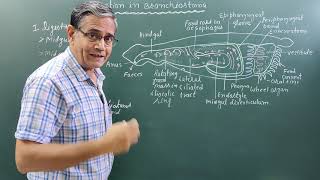 Digestion in BranchiostomaAmphioxus [upl. by Leizar605]