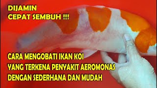 CARA MENYEMBUHKAN KOI DARI PENYAKIT AEROMONAS [upl. by Arondel]