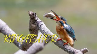 Kingfisher Sounds  Common Kingfisher  Sacred Kingfisher Call [upl. by Ahsieket]