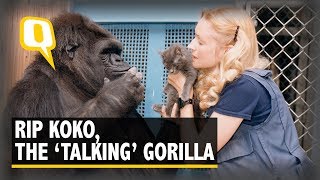 Koko the gorilla who mastered sign language passes away at 46 [upl. by Oiramat]