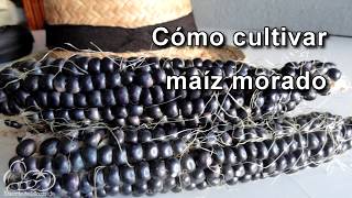 Cómo sembrar y cultivar maíz morado How to Plant Corn Seeds [upl. by Tisha250]