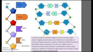 Il DNA struttura e replicazione [upl. by Aknayirp]