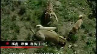 Turkish Kangal Dogs vs Tigers amp Lions [upl. by Arnie]