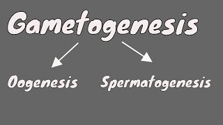 Gametogenesis  Oogeneis  Gametogenesis female  part 1 [upl. by Fernald]