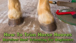 How To Trim Horse Hooves Barefoot Hoof Trimming For Beginners [upl. by Anotal]