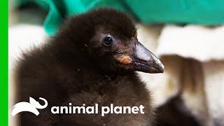 Puffling Learns To Swim  The Zoo [upl. by Gwenette]