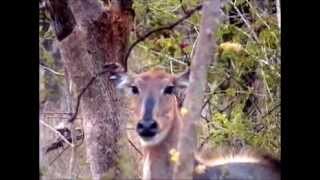 Alert attitude of Female Nilgai or Boselaphus tragocamelus or Rohi with calf in Bandhavgarh [upl. by Eahsel143]