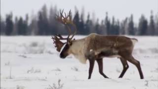 Billion Dollar Caribou  Nature of things [upl. by Sixele]