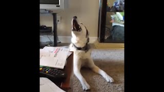 Screaming Husky is Confused [upl. by Ainesy8]