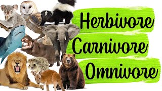 Science Quiz Herbivore Carnivore Omnivore  ANY 10 [upl. by Magulac140]