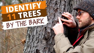 Identify 11 Trees By the Bark Easy Tips [upl. by Artemisia211]