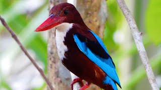 Kingfisher Whitethroated kingfisher [upl. by Kinata]