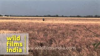 Nilgai Boselaphus tragocamelus [upl. by Dallon148]