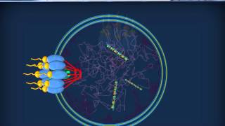 RNA  Citoplasmatici  mRNA tRNA rRNA [upl. by Merilee282]