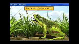 CBSE Class 11 Biology  Anatomy of Frog  By Shiksha House [upl. by Bevin998]