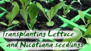 Transplanting Seedlings  Lettuce and Nicotiana [upl. by Teddi372]