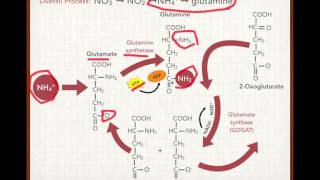 Plant Nitrogen Uptake and Assimilation [upl. by Alehtse]