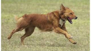 What Is a Mutt  Dog Breeds [upl. by Lianne]