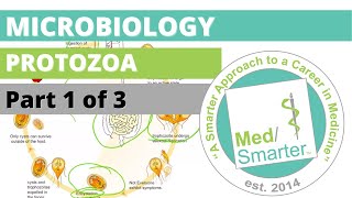 Protozoa  Microbiology  USMLE STEP 1  Part 1 of 3 [upl. by Annawahs]