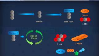 Citologia 22  Mitocondri [upl. by Dam]