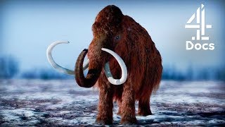 Should Scientists Bring Back Mammoths [upl. by Wsan]