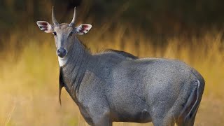 The most UNUSUAL Big Game in TEXAS NILGAI Catch amp Cook [upl. by Thetes]