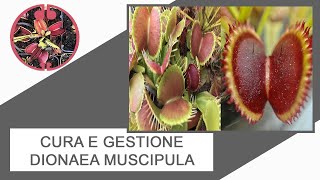 Cura e gestione Dionaea muscipula [upl. by Gazo]