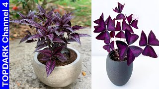 12 Plantas Que Tienen Hojas Moradas [upl. by Martin]