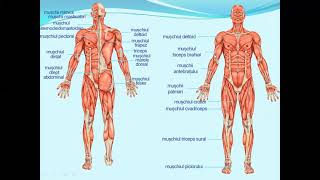 SISTEMUL MUSCULAR PROPRIETATI MUSCHI  Lectii de biologie clasa a VIIa [upl. by Rinna]