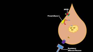 Bitter sweet Umami Gustatory Cell Physiology [upl. by Scharff353]