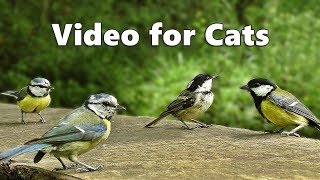 Videos for Cats  Birds Chirping and Bird Sounds [upl. by Ravilob]