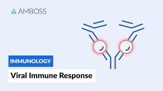 Immune Response to Viruses How the Body Reacts [upl. by Valiant]