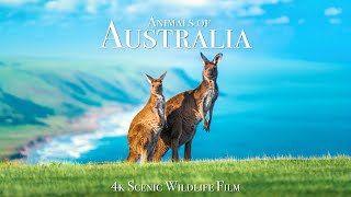 Animals of Australia 4K  Scenic Wildlife Film With Calming Music [upl. by Lodge]