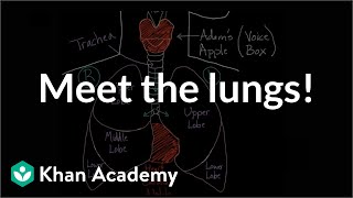 Lung Exercises How And Why We Breathe [upl. by Arvonio]