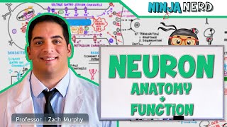 Neurology  Neuron Anatomy amp Function [upl. by Solley192]