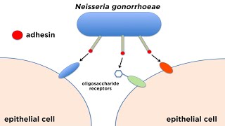 Bacterial Pathogenesis How Bacteria Cause Damage [upl. by Inavoj]