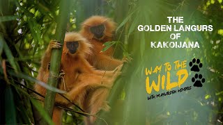 GOLDEN LANGURS OF KAKOIJANA  WAY TO THE WILD WITH MAYURESH HENDRE [upl. by Potash]