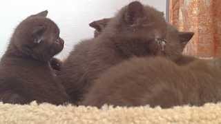 Amazing British Shorthair kittens  Rare colors Chocolate and Cinnamon available [upl. by Akenat526]