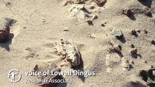 How Are Dinosaur Fossils Discovered and Collected [upl. by Suirada]