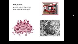 BTEC Applied Science Unit 1 Biology Cells [upl. by Luigino737]