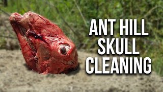 Ant Hill Skull Cleaning Does it work [upl. by Hollenbeck]