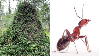 9Foot Tall 300 Year Old Anthill Discovered [upl. by Muryh]